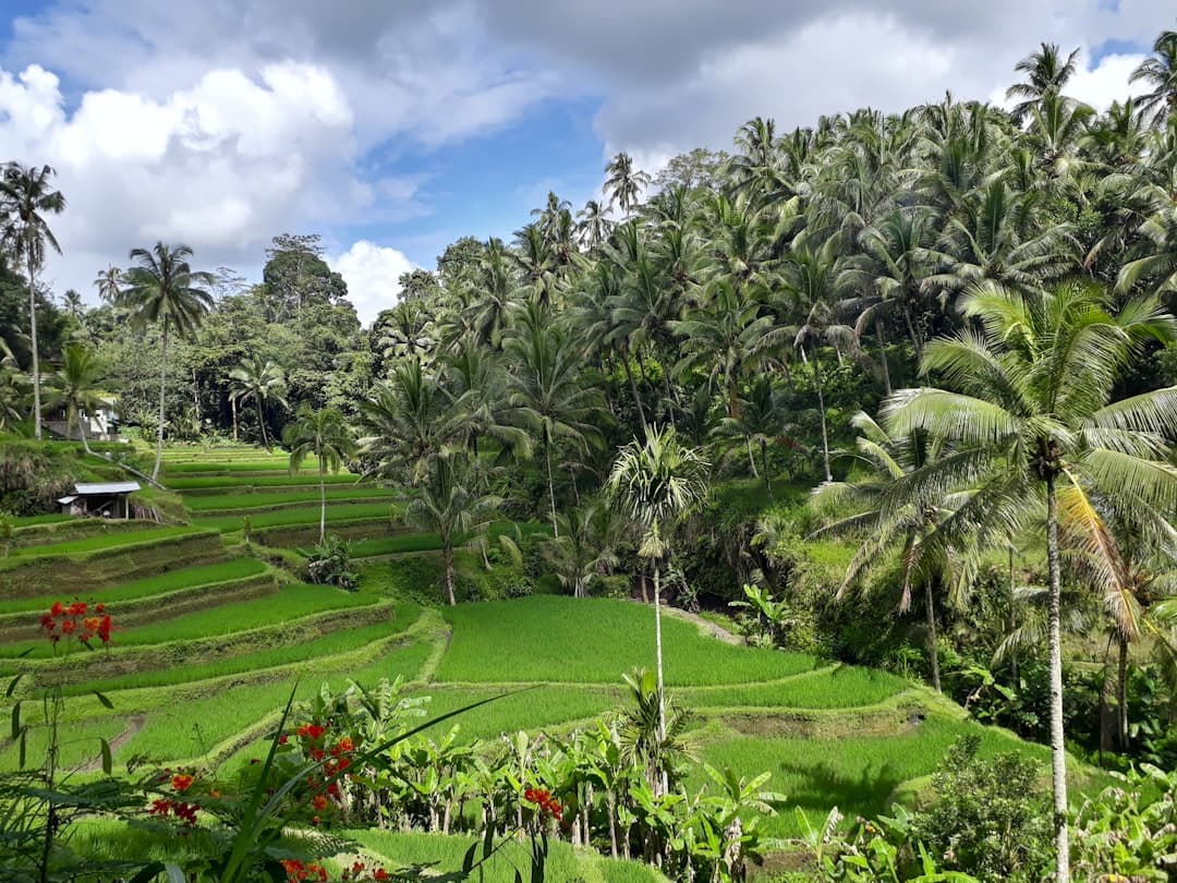 Bali cityscape