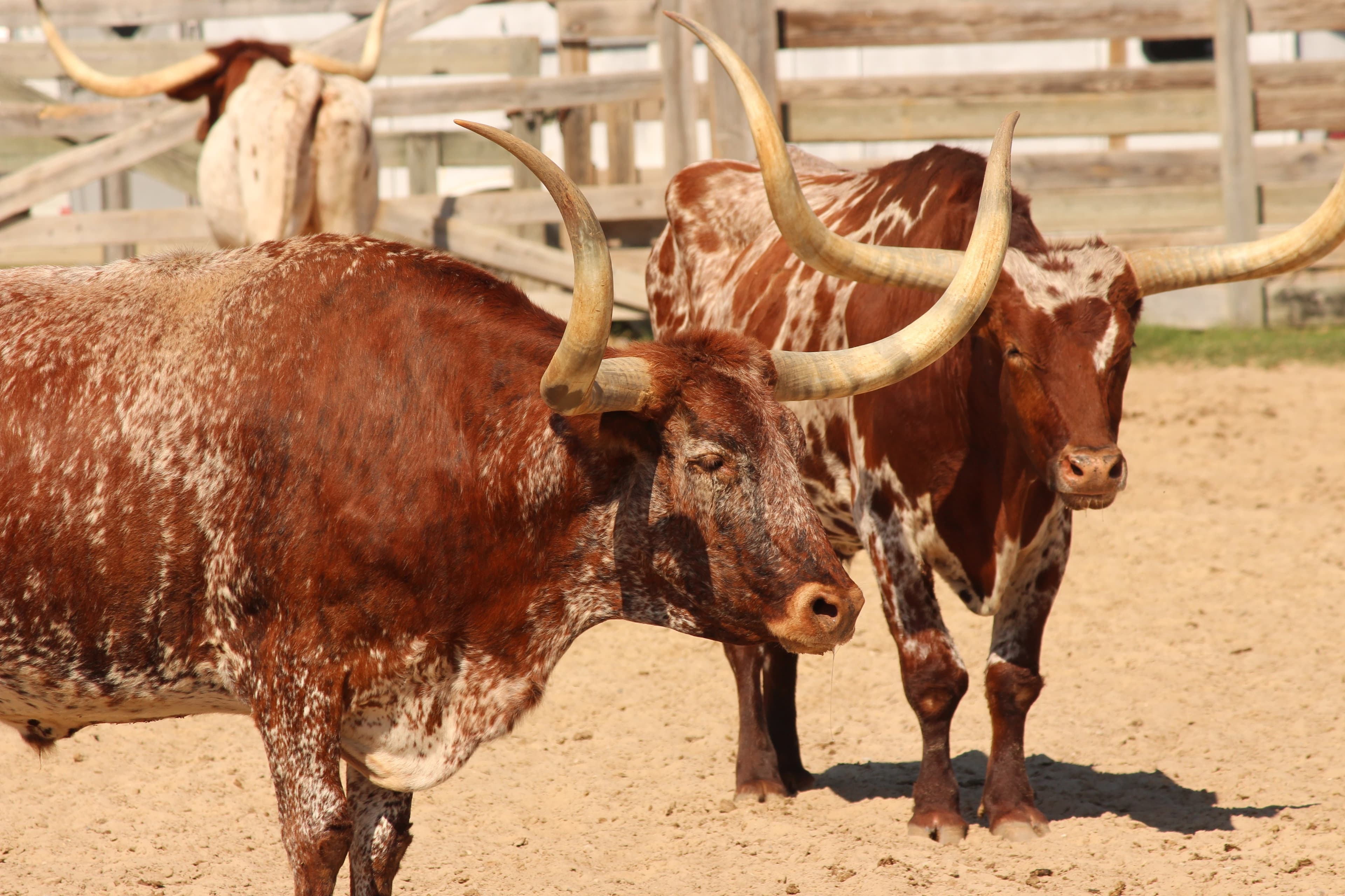 Dallas culture and identity